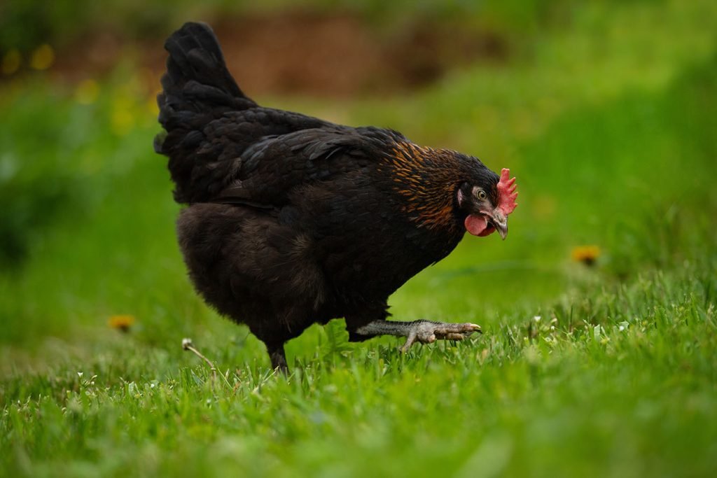 Poule Marans
